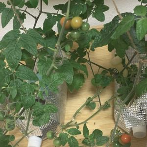 ミニトマト,家庭菜園,リビング・ダイニングの画像