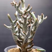 チレコドン ブックホルジアーナス,多肉植物,塊根植物,コーデックス,多肉狩りの画像