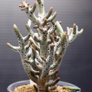 チレコドン ブックホルジアーナス,多肉植物,塊根植物,コーデックス,多肉狩りの画像