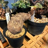 ペラルゴニウム,ペラルゴニウム　トリステ,ペラルゴニウム　トリステ,塊根植物,コーデックスの画像