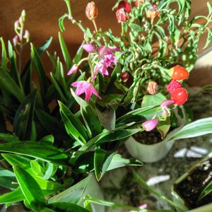 オリヅルラン,キンギアナム,五色唐辛子,和室の画像