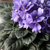 セントポーリア,室内の画像