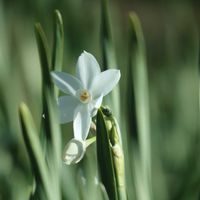 スイセン,スイセン,Canon EOS M100の画像