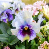 アリッサム,ネメシア,パンジー,葉牡丹,ビオラの画像