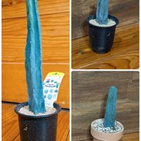 サボテン,リビング,癒し,窓辺の画像