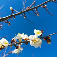 ウメ,ネギ,ネギ,クルックフィールズの画像