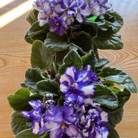 セントポーリア,セントポーリア,セントポーリア,セントポーリア,富山干柿の画像