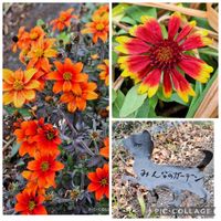 ビデンス,テンニンギク,いつもありがとう♡,花散歩,神様ありがとうの画像