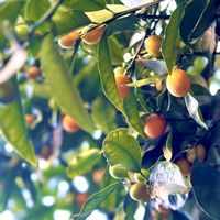 キンカン,キンカン,可愛い実,想い出♪,ユーミンつながりの画像