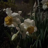 スイセン,スイセン,スイセン,お出かけ先の画像