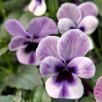 シャコバサボテン,シャコバサボテン,メゾンドビオラ,メゾンドビオラ　ジゼル,メゾンドビオラ　ジゼルの画像