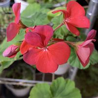 ゼラニウム,いなべ市にぎわいの森,ワンワン祭り,チームスヌー,チームスヌーNo.49の画像