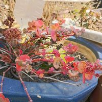 ミセバヤ,ミセバヤの冬芽,多肉植物,ベンケイソウ科ムラサキベンケイソウ属,落葉性多年草の画像