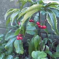 マンリョウ,iPhone撮影,小さな庭の画像