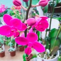 コチョウラン,ミニコチョウラン,安曇野,コチョウラン 胡蝶蘭,コチョウラン（胡蝶蘭）の画像