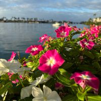 インパチェンス,ニチニチソウ,ニチニチソウ,ハイビスカス,ペチュニアの画像