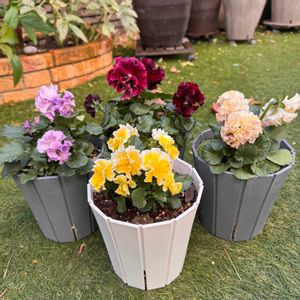 パンジー,ビオラ,ビオラ　エッグタルト,パンジー ローブドゥアントワネット,ローブ・ドゥ・アントワネット・ロココの画像