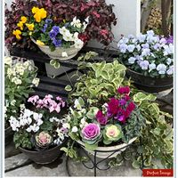 ガーデンシクラメン,ビオラ,ビオラ,葉ボタン,華やかの画像