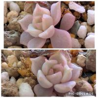 レッドこころ,スリラーパール,寄せ植え,多肉植物,葉挿しの画像