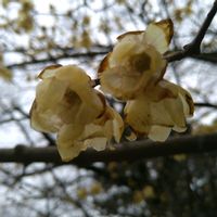 ロウバイ,ロウバイ,ロウバイ,ロウバイ,ロウバイの画像