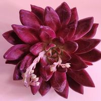 エケベリア属,多肉大好き,多肉中毒,植物のある暮らし,植中毒の画像