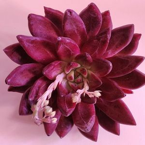 エケベリア属,多肉大好き,多肉中毒,植物のある暮らし,植中毒の画像