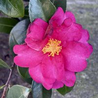 サザンカ,ツツジ,山茶花（サザンカ）,サザンカ﹙山茶花﹚の画像