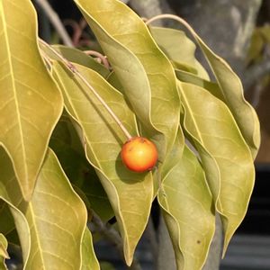 ソヨゴ,お出かけ先にての画像