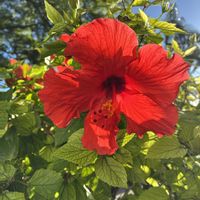 ハイビスカス,花のある暮らし,ハワイの画像