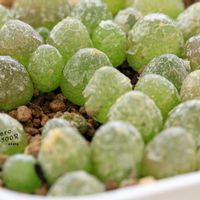 メセン,コノフィツム属,タニラー,その他部屋の画像