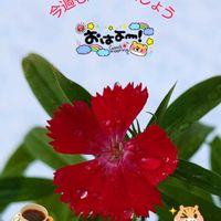 ナデシコ,水滴,真っ赤な花,いつも、いいね!ありがとうございます(*´`)♡,がんばる♡の画像