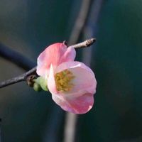 ボケ,ボケ,旧伊藤博文金沢別邸の画像