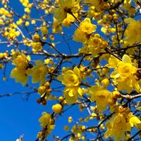 ロウバイ,蝋梅,今日のお花,ろうばいの郷,お空の発表会の画像