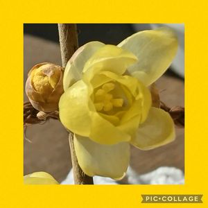 ✨今日のお花✨,散歩道,窓辺,玄関内側の画像