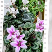 シクラメン,シクラメンパピヨン,いつもありがとう♡の画像