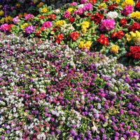 アリッサム,ストック,プリムラ,ユリオプスデージー,葉牡丹（はぼたん）の画像