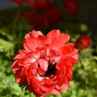 アネモネ,アネモネ,素敵な出会いに感謝,胸キュン,陽を浴びての画像