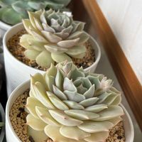 ローラ,ローラ,エレガンス,エレガンス,山形の画像