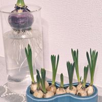 ヒヤシンス,ムスカリの画像