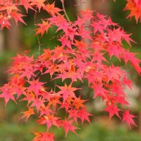 モミジ,近くの公園の画像