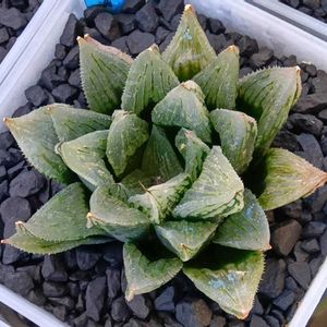 ナイルの一滴,ハオルチア属,多肉ちゃん,ボタニカルライフ,ベランダーの画像