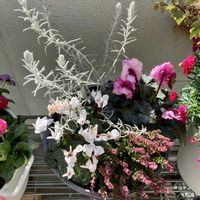 寄せ植え,成長記録,ベランダの画像