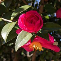 ロウバイ,寒椿,タチカンツバキ,寒椿(カンツバキ),立寒椿の画像