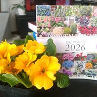 プリムラ,サフィニア,お花のある暮らし,庭の花々,見切り品セール品の画像