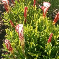 ビオラ,ビオラ,ビオラ,ビオラ,オキザリス バーシーカラーの画像