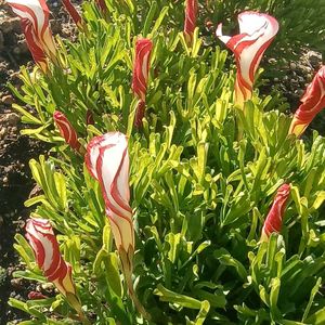 ビオラ,ビオラ,ビオラ,ビオラ,オキザリス バーシーカラーの画像