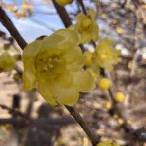 ハンノキ,蝋梅(ロウバイ),今日のお花,幸手権現堂の画像