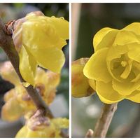 イチゴ,カランコエ,ロウバイ,デザートローズ,黒法師の画像