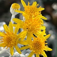 シロタエギク,みんなが幸せに〜〜♡,日曜日の朝,幸せの黄色いお花,みんなが健康に〜〜♡の画像