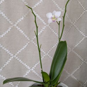 ミニ胡蝶蘭,ミニ胡蝶蘭カララ,鉢植え,花のある暮らし,最後の一輪の画像